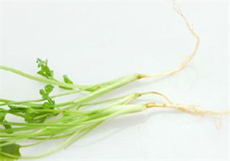 香菜根煮水怎么煮？香菜根煮水喝幾天見(jiàn)效？
