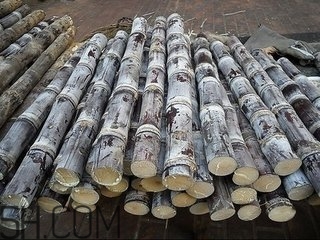 吃完甘蔗多久可以吃柿子？甘蔗和柿子一起吃了怎么辦？