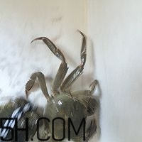 冬天可以吃大閘蟹嗎？冬天怎么吃大閘蟹？