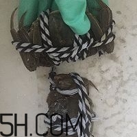 冬天可以吃大閘蟹嗎？冬天怎么吃大閘蟹？