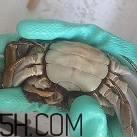 冬天可以吃大閘蟹嗎？冬天怎么吃大閘蟹？