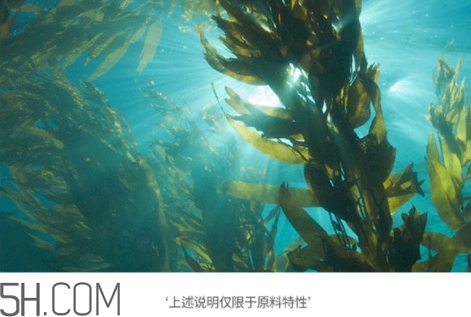jmsolution珍珠面膜多少錢？jm珍珠面膜好用不過百元