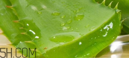 蘆薈膠可以敷一晚上嗎？蘆薈膠堵塞毛孔的錯誤用法