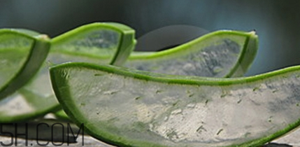 蘆薈膠祛痘效果好嗎？蘆薈膠真的會祛痘