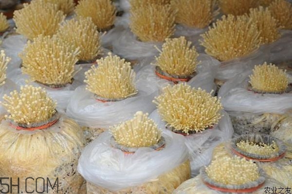 金針菇的食用禁忌有哪些？金針菇四大禁忌