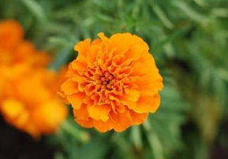 近視和葉黃素缺乏有關(guān)？盤點(diǎn)葉黃素的重要性