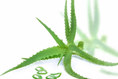 蘆薈泡酒能治腳氣嗎？蘆薈膠主要是細菌殺毒