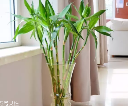 什么花不能放臥室養(yǎng)？含羞草誤食會脫發(fā)
