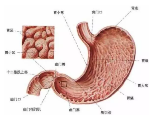 慢性胃炎是怎么造成的？吃燙食會引發(fā)胃炎