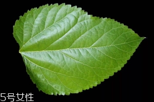 桑葉茶哪些人不能喝？過多飲用傷脾胃傷腎