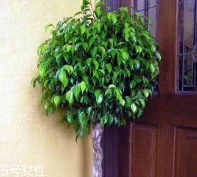 養(yǎng)花有哪些益處？節(jié)約藥費不止一點點