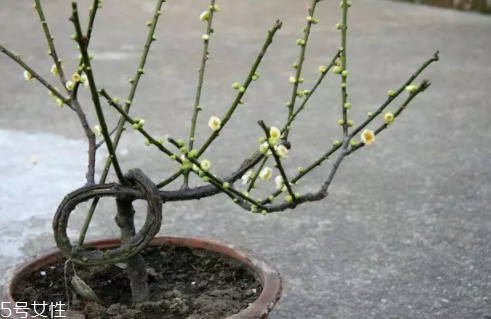 養(yǎng)花有哪些益處？節(jié)約藥費不止一點點