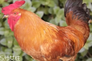 雞內(nèi)金有哪些功效？消除結(jié)石的一把好手