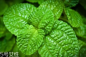 養(yǎng)花有哪些益處？節(jié)約藥費不止一點點