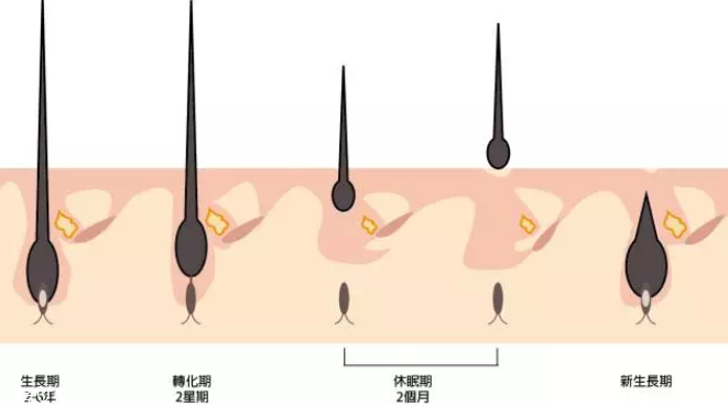 頭發(fā)為什么會掉？毛囊想休息了