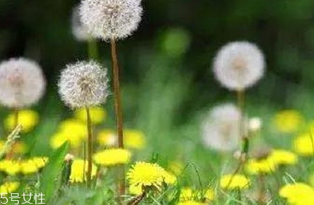 蒲公英用開水泡嗎？煮一煮效果會(huì)更好