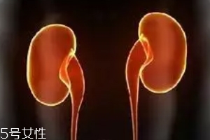 腎為什么容易長結(jié)石？尿液聚集成了結(jié)石