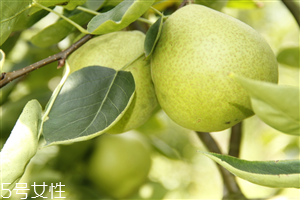 梨子煮熟吃有什么好處？熟梨的常見吃法