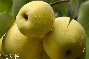 晚上吃梨子會胖嗎？梨不能和開水一起吃