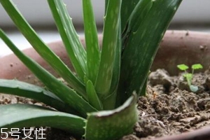 蘆薈膠真的很神奇嗎？只是基礎(chǔ)的補(bǔ)水保濕
