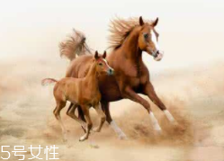 馬油是萬(wàn)能的嗎？接近人體脂肪也并不萬(wàn)能