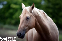 馬油是萬(wàn)能的嗎？接近人體脂肪也并不萬(wàn)能