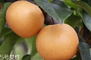 梨子里面發(fā)黑還能吃嗎？影響梨子的保存時間