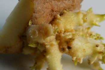 哪些食物發(fā)芽后營養(yǎng)翻倍？這些食物發(fā)芽后千萬別吃