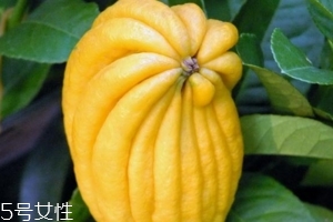 佛手柑是什么味道？佛手柑味道非常好聞