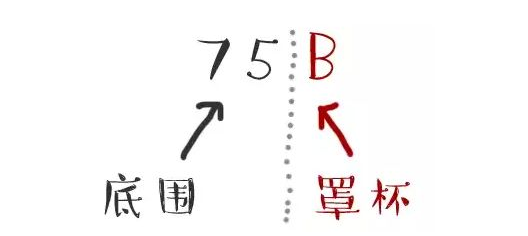 胸型有哪幾種圖解 對應內(nèi)衣怎么選擇