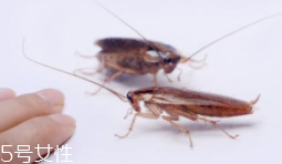 蟑螂究竟有多臟？傳播蛔蟲卵等多種病菌