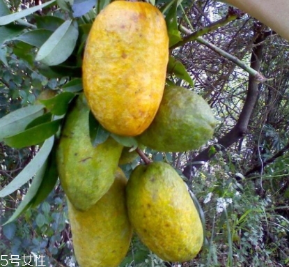 牛卵坨孕婦可以吃嗎？看屬于什么懷孕階段