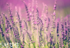 薰衣草精油能防曬嗎？能隔離紫外線