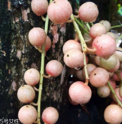 木奶果多少錢(qián)一斤？居然高達(dá)幾十元一斤