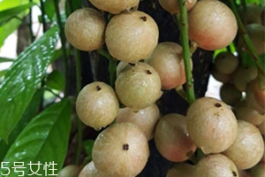 木奶果好吃嗎？木奶果密密麻麻好吃到爆
