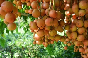 木奶果怎么吃？皮可以吃嗎