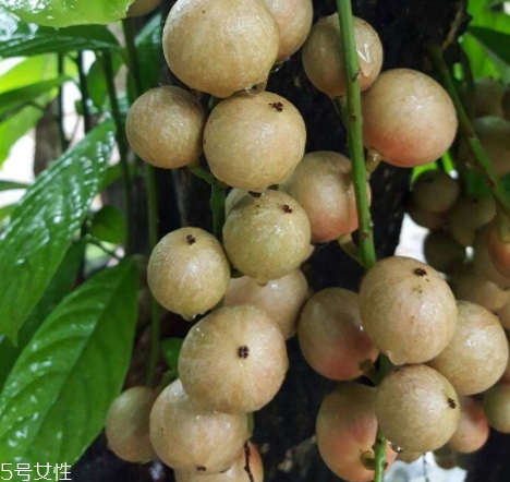 木奶果怎么吃？皮可以吃嗎