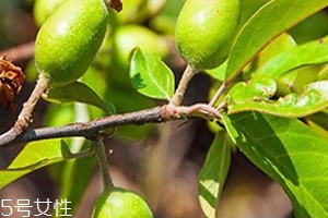 多依果多少錢一斤？