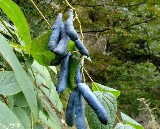 貓屎瓜能吃嗎？其貌不揚(yáng)的水果