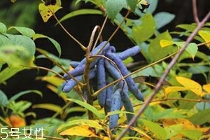 八月炸和貓屎瓜是一種水果嗎？了解它們的區(qū)別