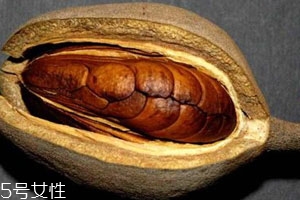 向天果的用量 根據(jù)自身情況選擇服用量。