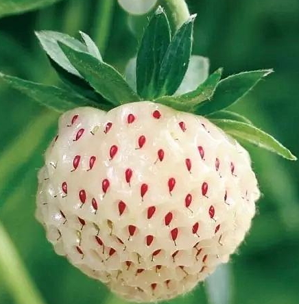 白舅果的功效 白舅果是菠蘿莓嗎？