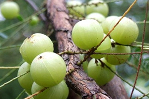 余甘子多少錢一斤？余甘果報(bào)價(jià)