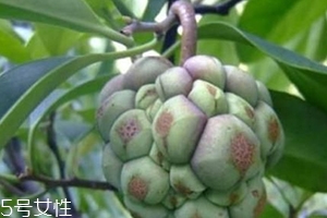 布福娜怎么吃？形狀像惡魔果實