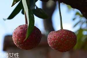 雞嗉子果怎么吃？雞嗉子果的功效和作用