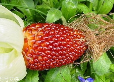 草莓玉米多少錢一斤？酷似草莓的玉米