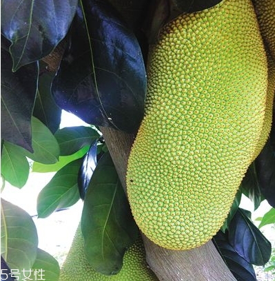 榴蓮蜜哪里能吃？哪里不能吃