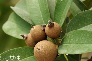 人心果多少錢一斤？稀有水果價(jià)格高