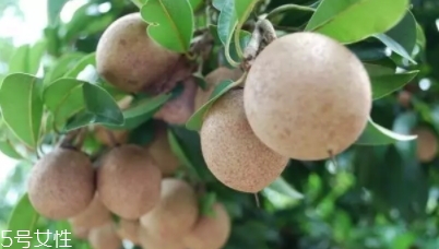 人心果多少錢一斤？稀有水果價(jià)格高