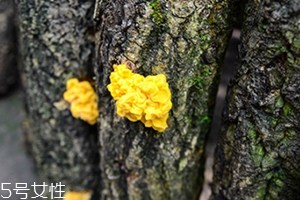 孕婦可以吃金耳嗎？哪些人不適合吃金耳